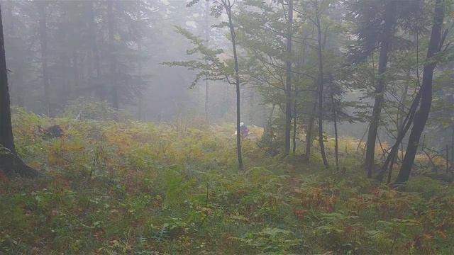 Husqvarna te 310R, XMOTOS 125 Jumps in Forest смотреть онлайн