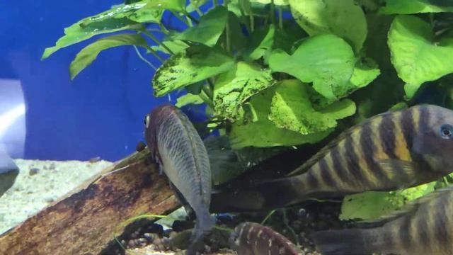 Tropheus Brichardi Kipili, Nkonde, Ilangi yellow male. Трофеусы Кипили, Нконде, Иланги еллоу. смотреть онлайн