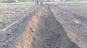 Посадка картофеля электрическим культиватором из Леруа Мерлен!
