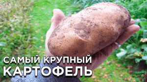 7 самых крупных сортов картофеля