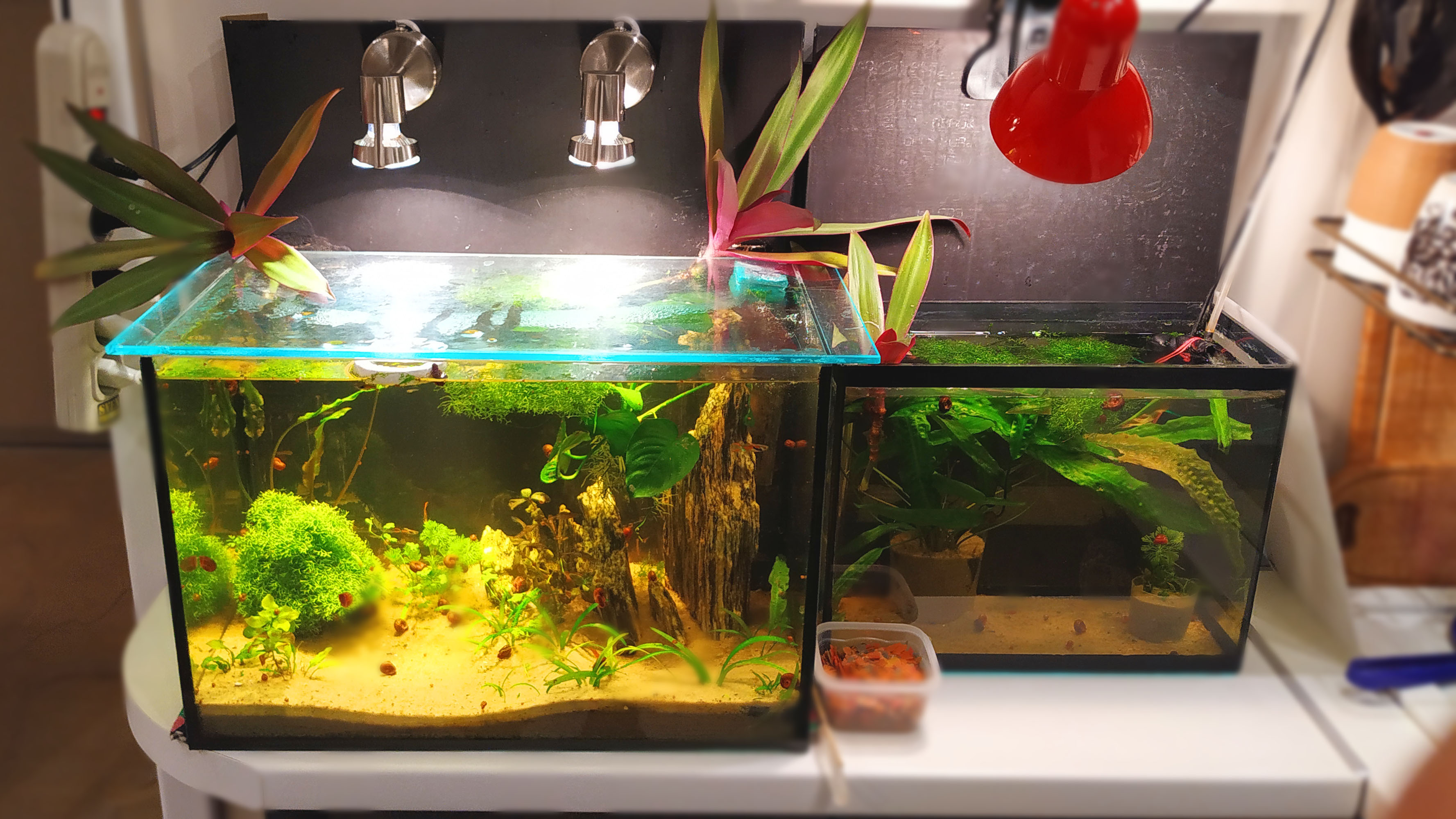 Я в Шоке!!! От того что делает тетя Ася с аквариумами! смотреть онлайн