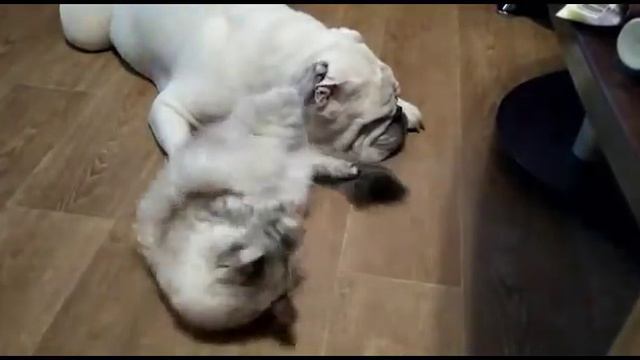 Кошка ласкается о собаку смотреть онлайн