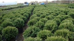 Туя Вудварди: описание, посадка и выращивание