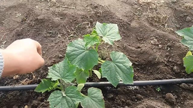 Обзор огурца 5 дней после высадки в теплицу смотреть онлайн