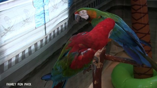 Birthday Party Time!! TWINS Best-Ever Pirate & Parrots Party Games Cake Fun смотреть онлайн