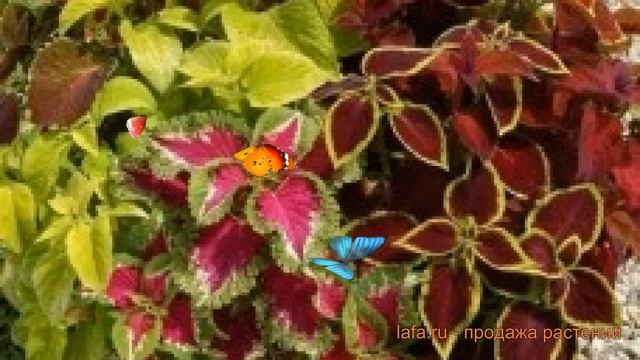 Колеус обыкновенный Микс ? обыкновенный колеус Микс обзор: как сажать, семена колеуса Микс смотреть онлайн