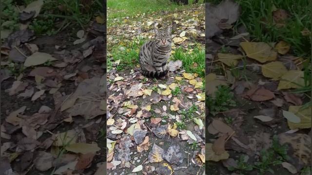 Кому и чем помешал котик?