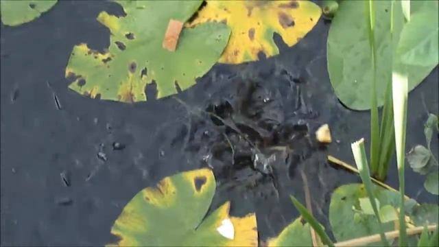 Fish in the pond at Mamayeva Sloboda, Киев/ Мамаева Слобода, Киев смотреть онлайн