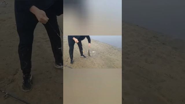 #ЮжнаяКорея#РыбалкаВЮжнойКорее Ловим рыбу ( ПЕЛЕНГАС ) в Корее .Южная Корея.  Рыбылка в Корее .