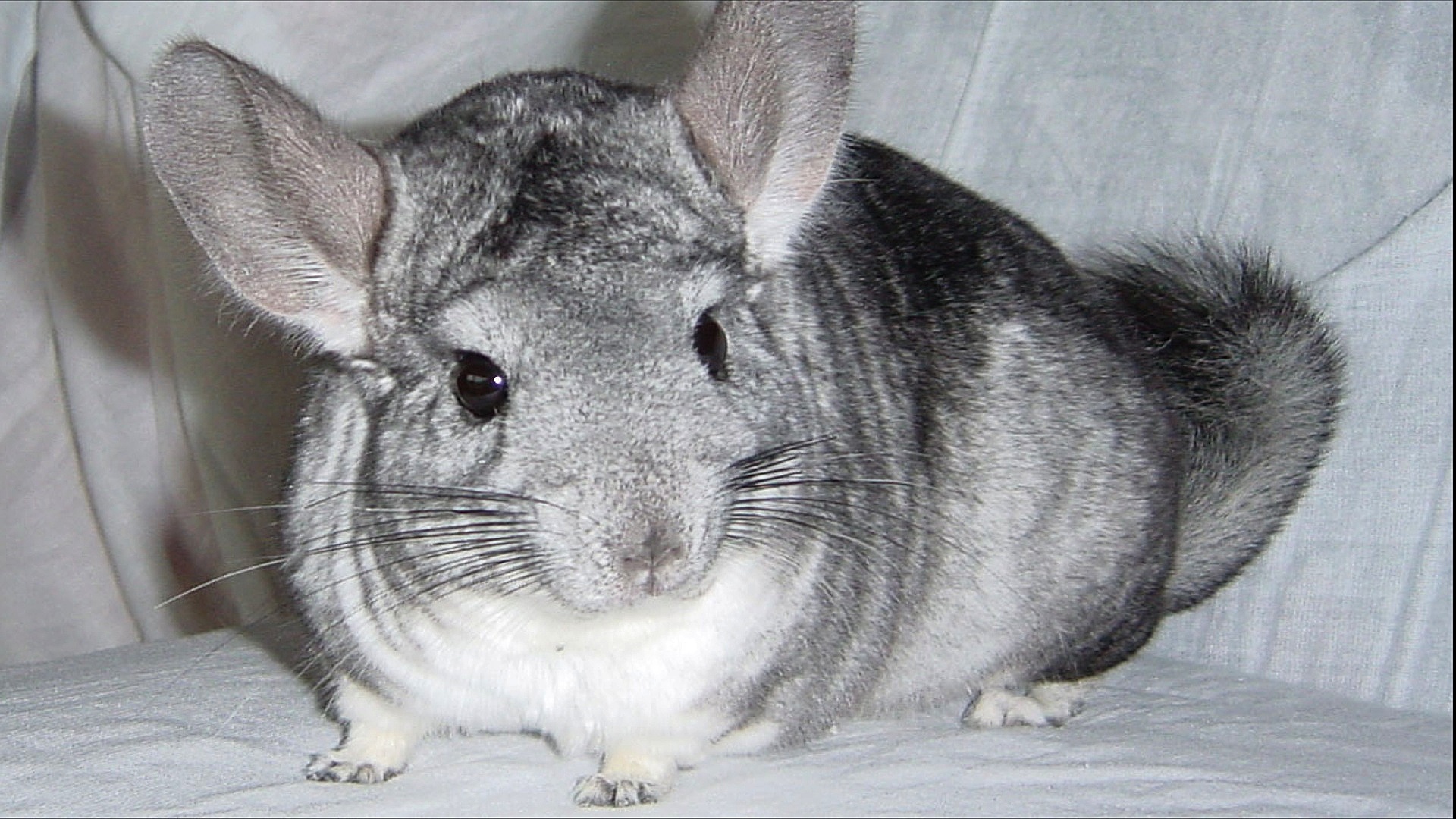 Шиншила, она же шиша. Что за зверек такой? Chinchilla