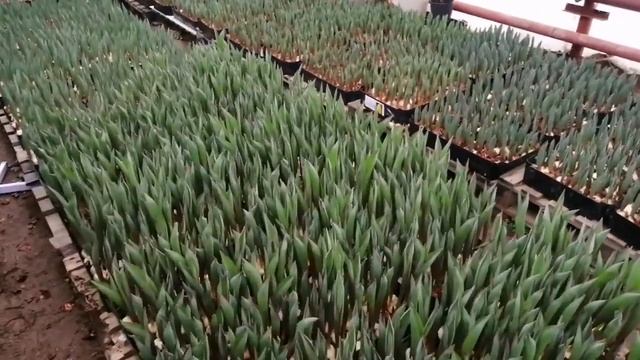 Беда!!! Топпинг тюльпана. Что делать? смотреть онлайн