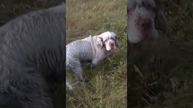 Кламбер Спаниель (CLUMBER SPANIEL) смотреть онлайн