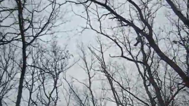 Большие синицы, зяблик, пеночка теньковка смотреть онлайн