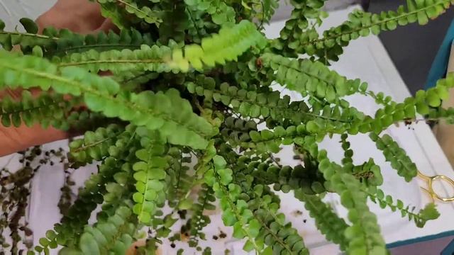 Fern Maintenance | Save a Dying Fern | Soooo Much Crisping ? смотреть онлайн