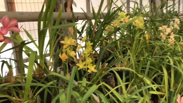 Прогулка в царство орхидей смотреть онлайн