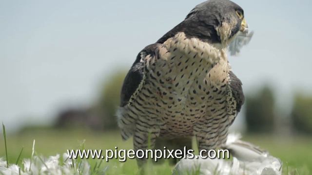 Trailer PigeonPixels 2: Nico Pronk & Ben de Keijzer. смотреть онлайн