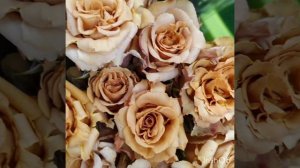 питомник Несеных. роза с необычной окраской Тоффи