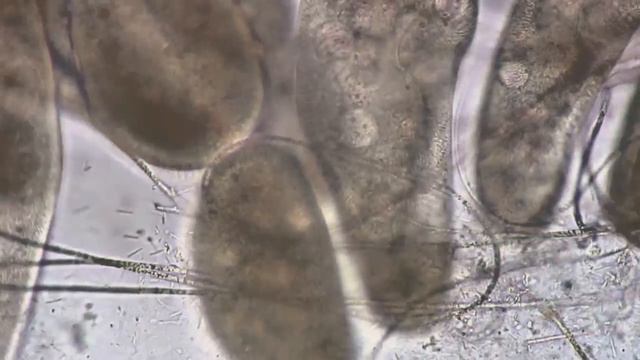 Rock & Roll Biology Redux смотреть онлайн