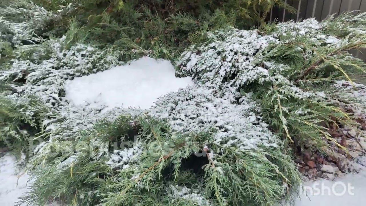 Зимняя "разведка" своих цветников. Вроде все спят, живые и здоровые как у вас дела обстоят? смотреть онлайн