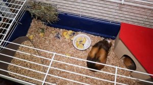 Что нужно купить для морской свинки. Аксессуары для морских свинок