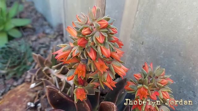 Echeveria Black Night Flower||A Beautiful Blossom|| Jhobelyn Jordan