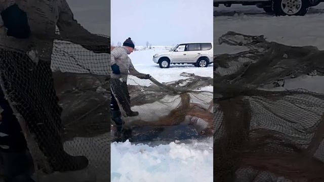 Заводят невод смотреть онлайн