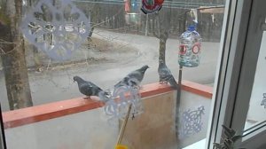 голуби атакуют кормушку для синиц