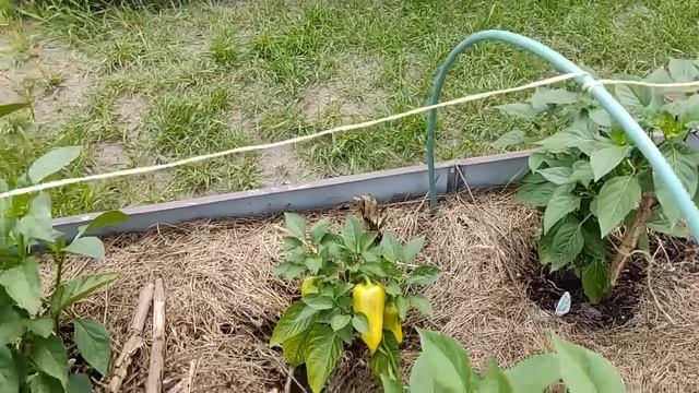 ОГОРОД СПЛОШНЫХ РАЗОЧАРОВАНИЙ / НАШ ИЮЛЬСКИЙ ОГОРОД - СЛАБОНЕРВНЫМ НЕ СМОТРЕТЬ!!! / ЖИЗНЬ В ДЕРЕВН смотреть онлайн