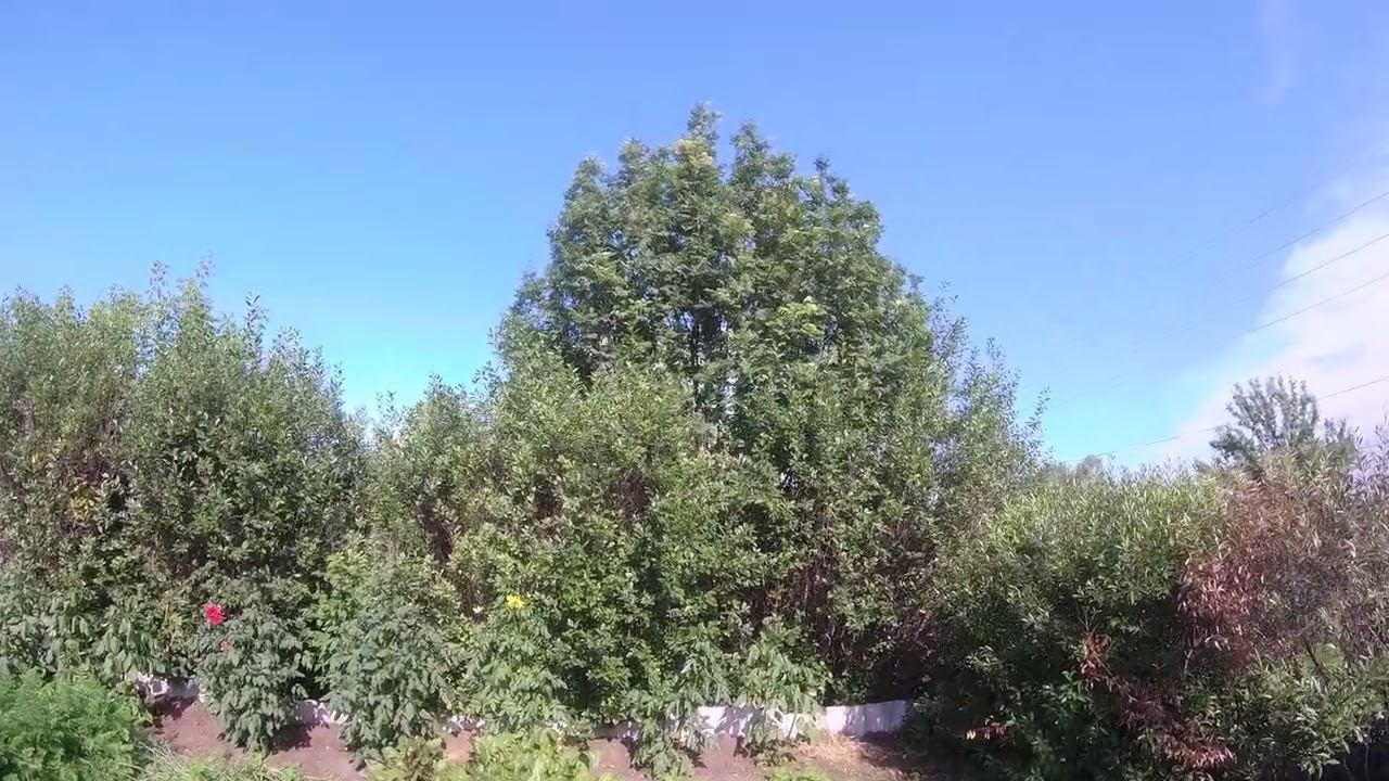 Необычное явление. смотреть онлайн