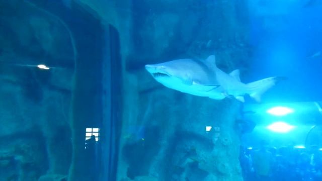 ВДНХ МосАквариум 2 смотреть онлайн