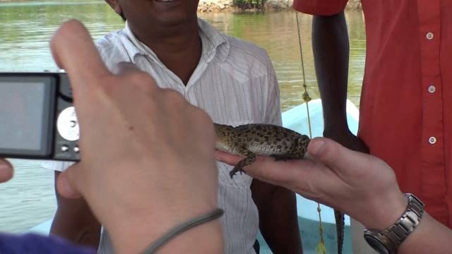 Шри-Ланка #1. Сафари по реке Бентота ? /Sri Lanka. Safari River Bentota смотреть онлайн