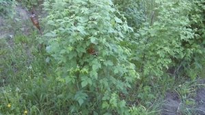 Черная малина один из лучших сортов малины