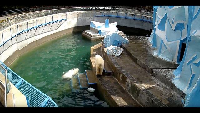 Медвежатам весело вдвоём! 02.05.2020 смотреть онлайн