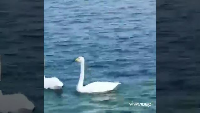Моё зимнее плавание в любимой бухте. г. Новороссийск, Чёрное море. Я - белый медведь. смотреть онлайн