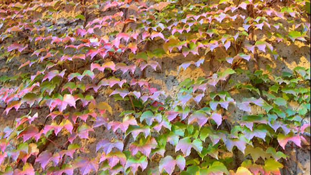 Autumn Leaves (piano solo) Eva Cassidy смотреть онлайн