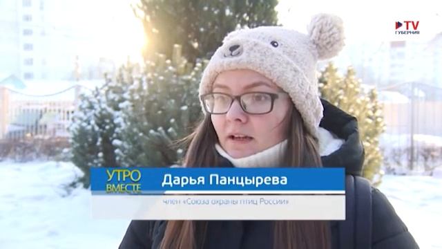 Орнитология: кедровка смотреть онлайн