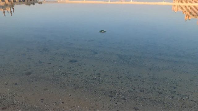VMC Coastal X Jighead by Rapala catches the IMPOSSIBLE! смотреть онлайн