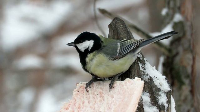 Большая Синица разных оттенков, Great tit смотреть онлайн