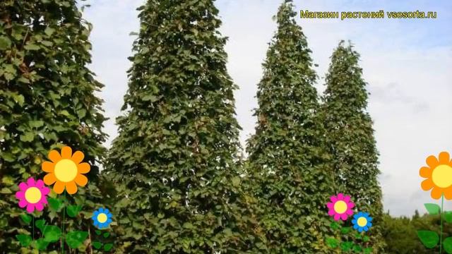 Липа крупнолистная Ратхаус. Краткий обзор, описание характеристик tilia platyphyllos Rathaus смотреть онлайн