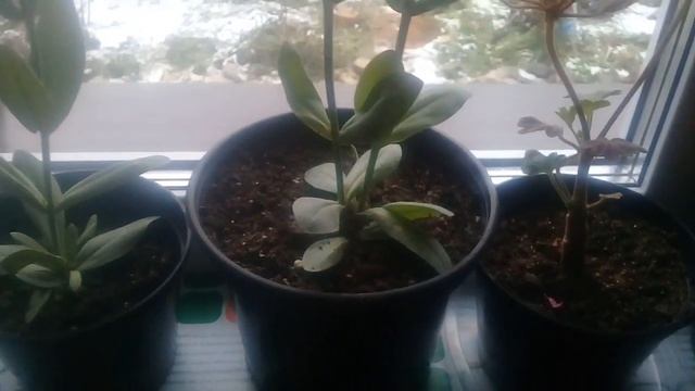 Клеевые ловушки от белокрылки и почвенных мошек. Как защитить рассаду от вредителей. смотреть онлайн