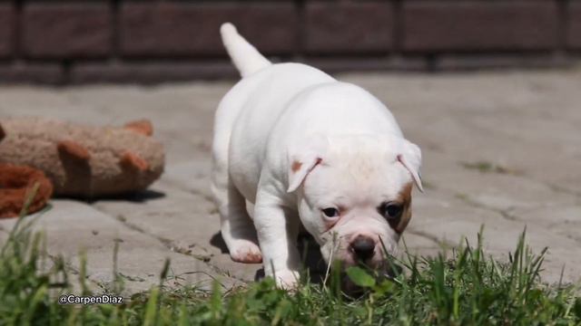 Щенок американского бульдога смотреть онлайн