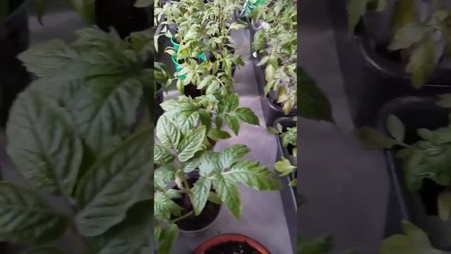 Пикируем февральскую рассаду при пикировке поливаем корневином что развивает мощную корневую систем смотреть онлайн