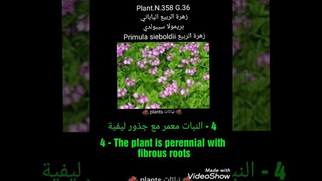 زهرة الربيع الياباني   بريمولا سيبولدي  زهرة الربيع Primula Sieboldii