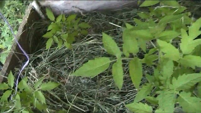 поливаем растения раствором из бочки и обзор овощных посадок смотреть онлайн