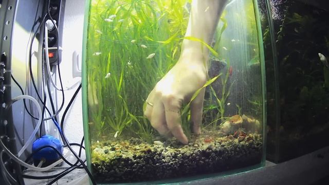 Разгружаю аквариумы / Меняюсь на птичьем рынке смотреть онлайн