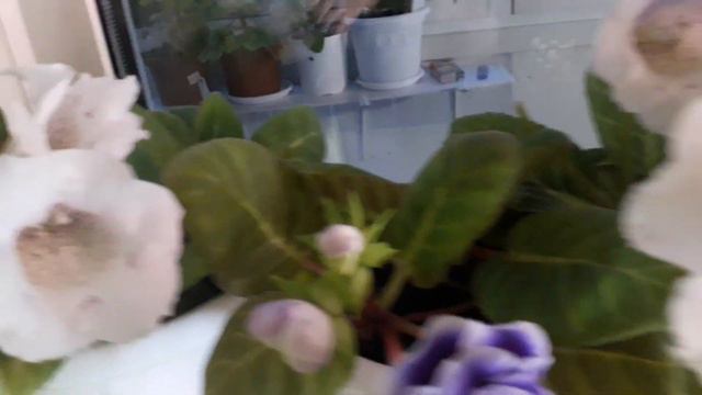 красавица глоксиния!!!! ☺☺❤расцвела смотреть онлайн