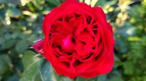 Роза Эрик Таберли (плетистая)