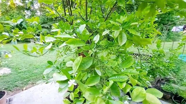 Growing Calamondin Lemon (Citrus) in 4-seasons || What you need to know #calamondinorange смотреть онлайн