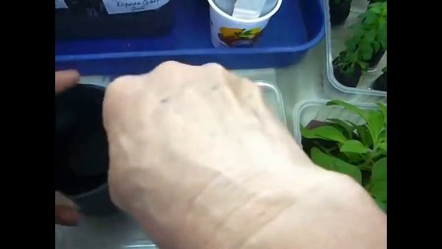 Черенки калиброши в горшки и рассада петунии из таблетки в горшок смотреть онлайн