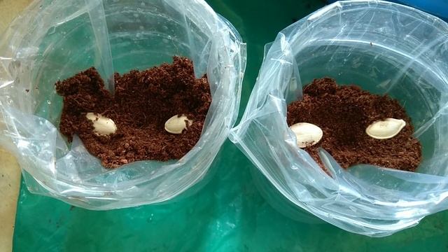 Посев тыквы (кабака) 2 способами на рассаду смотреть онлайн
